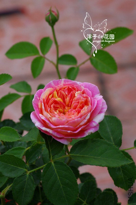 IMGP5766.JPG