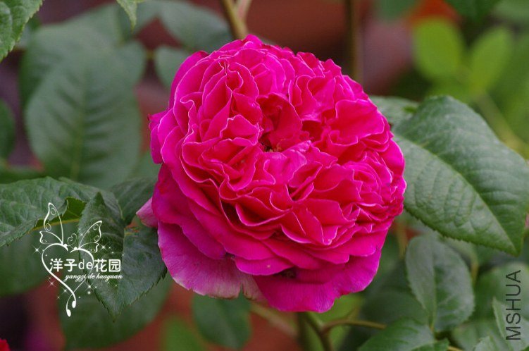 IMGP5760.JPG