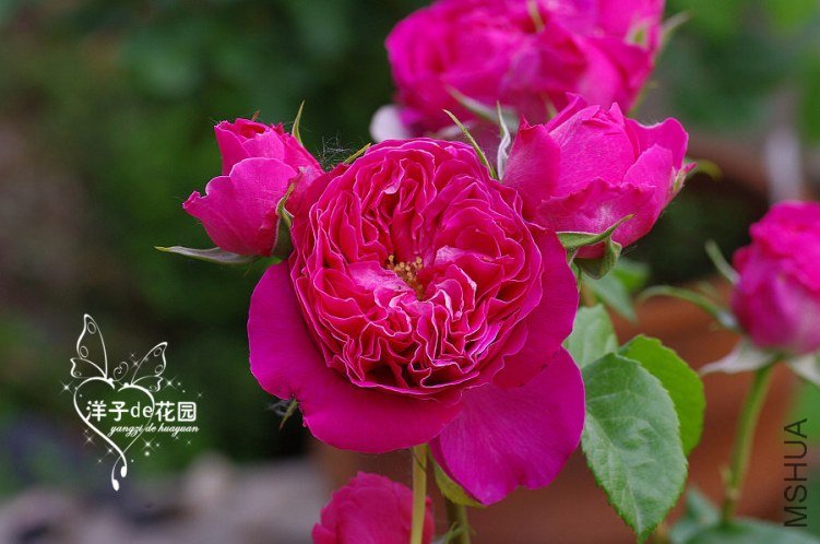 IMGP5761.JPG