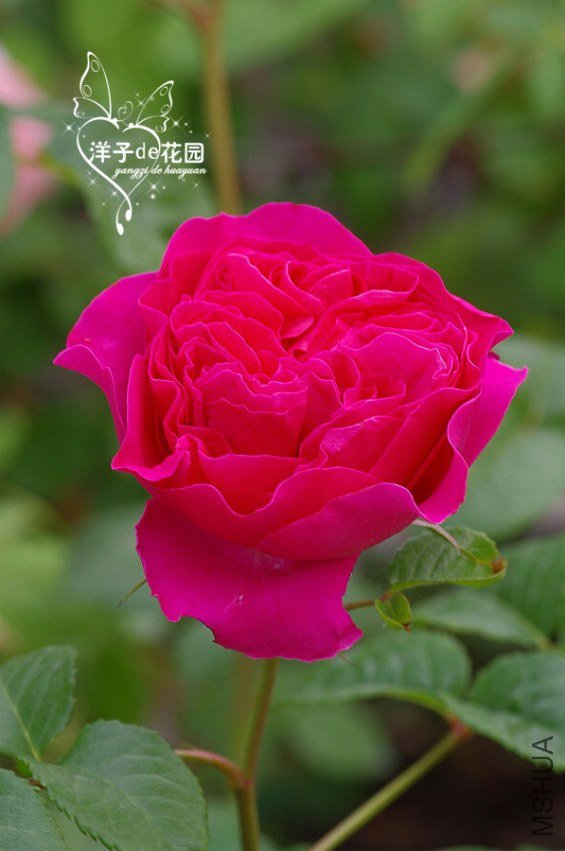 IMGP5763.JPG