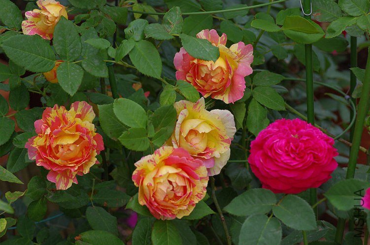 IMGP5791.JPG