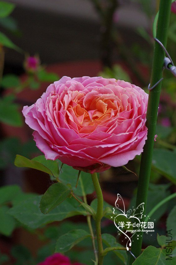 IMGP5770.JPG
