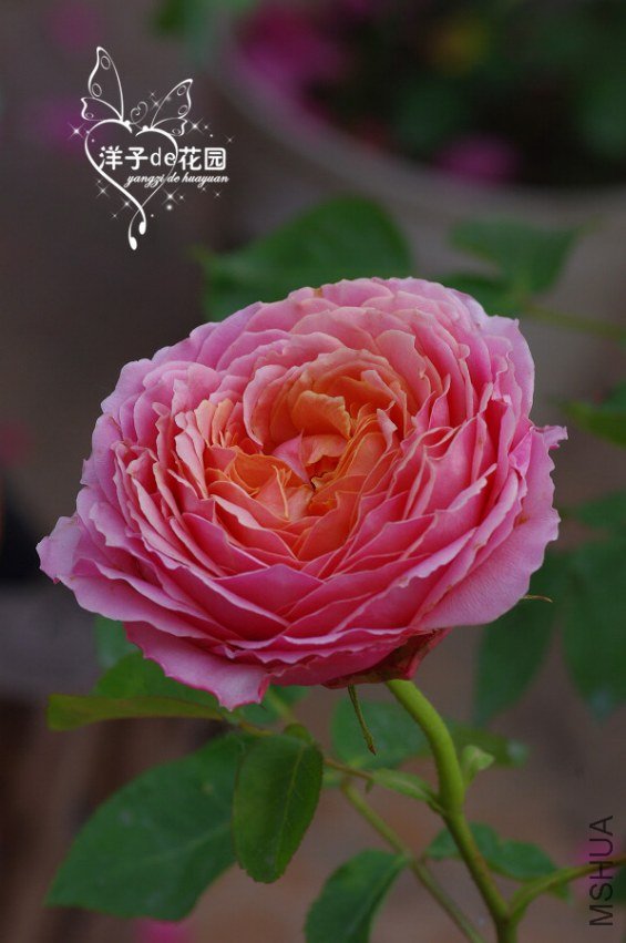 IMGP5772.JPG