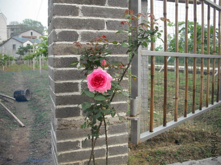 ��** ����