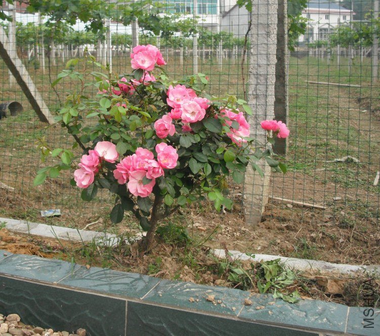 ������ ʢ��