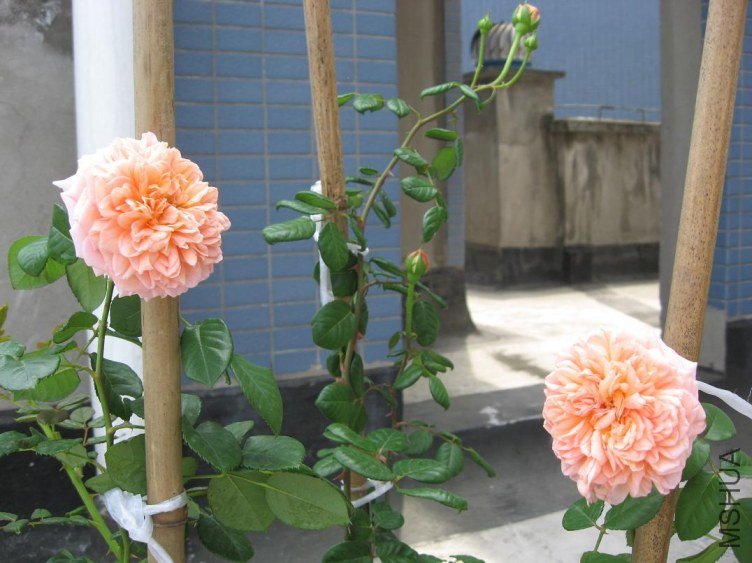 IMG_5323.jpg