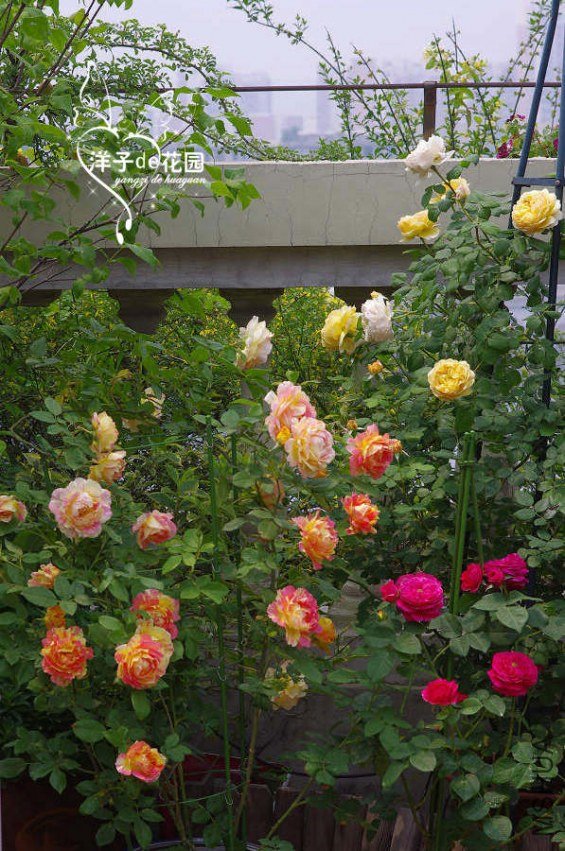 IMGP5817.JPG