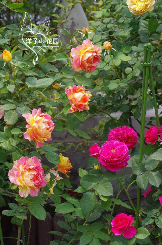 IMGP5819.JPG