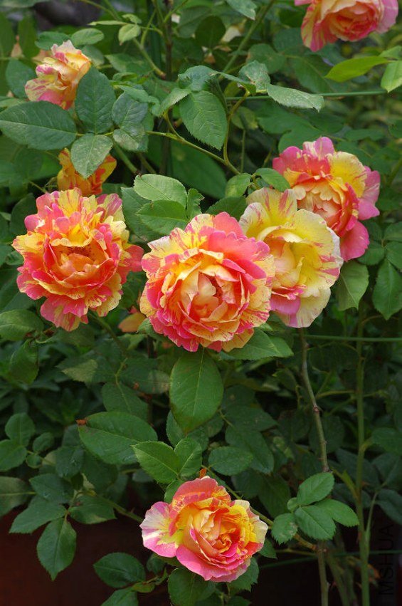 IMGP5823.JPG