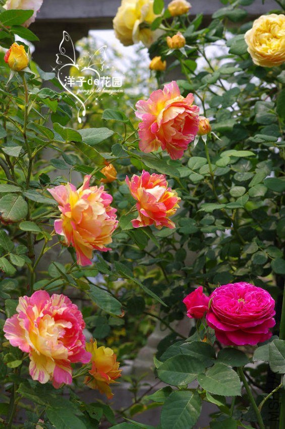IMGP5824.JPG