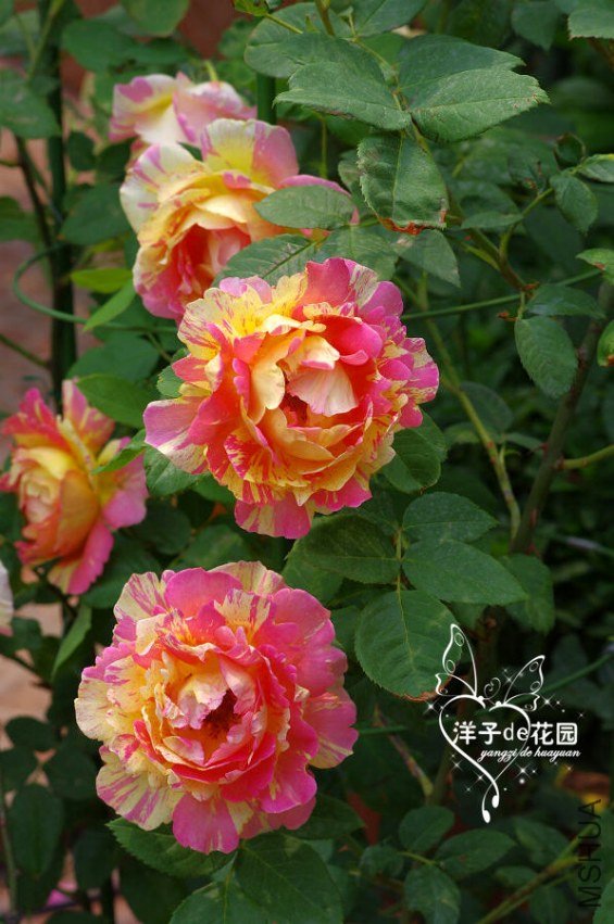 IMGP5826.JPG