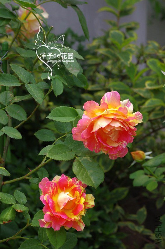 IMGP5827.JPG