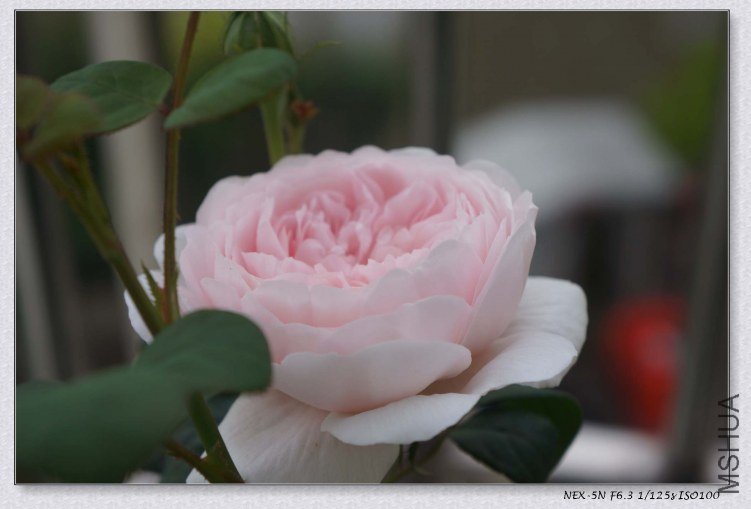 nEO_IMG_DSC00884.jpg