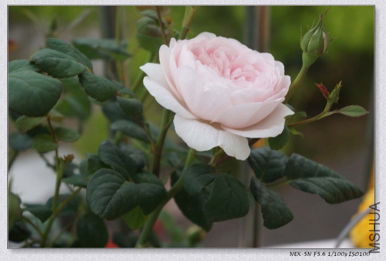 nEO_IMG_DSC00892.jpg