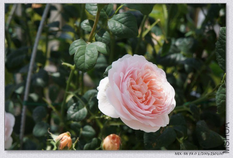 nEO_IMG_DSC00899.jpg