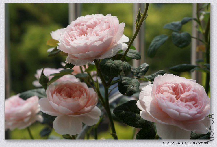 nEO_IMG_DSC00962.jpg