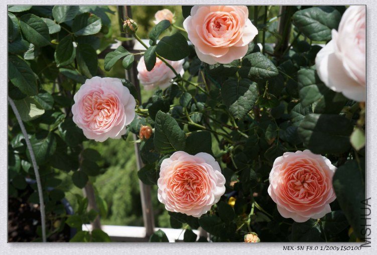 nEO_IMG_DSC00904.jpg