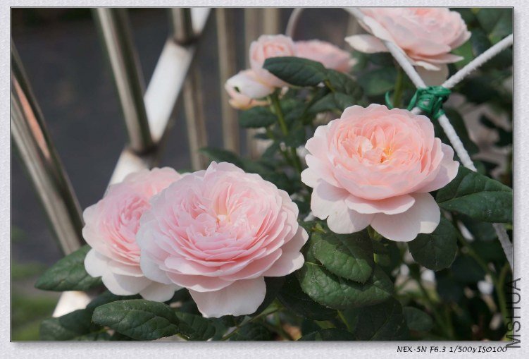 nEO_IMG_DSC00949.jpg