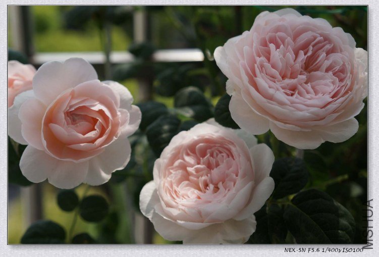 nEO_IMG_DSC00954.jpg