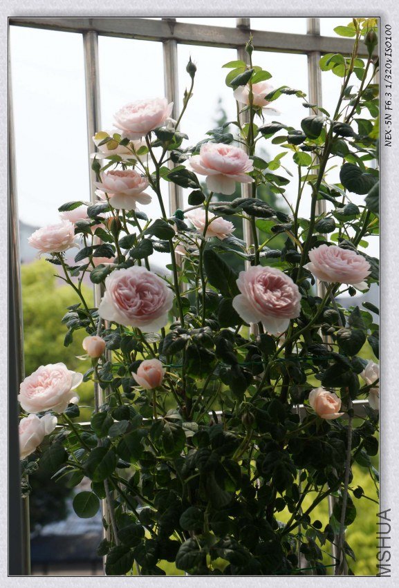nEO_IMG_DSC00958.jpg