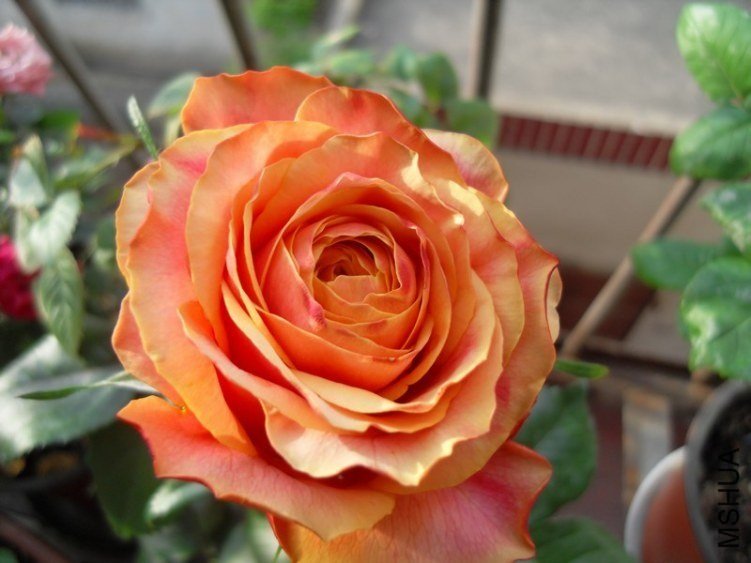 ӣ�Ұ�����85-8 of ѩ���ӥ.jpg