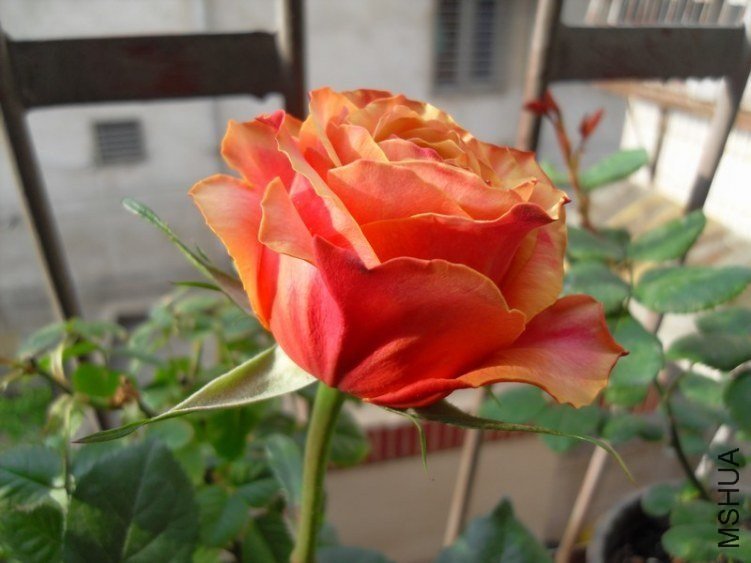 ӣ�Ұ�����85-9 of ѩ���ӥ.jpg