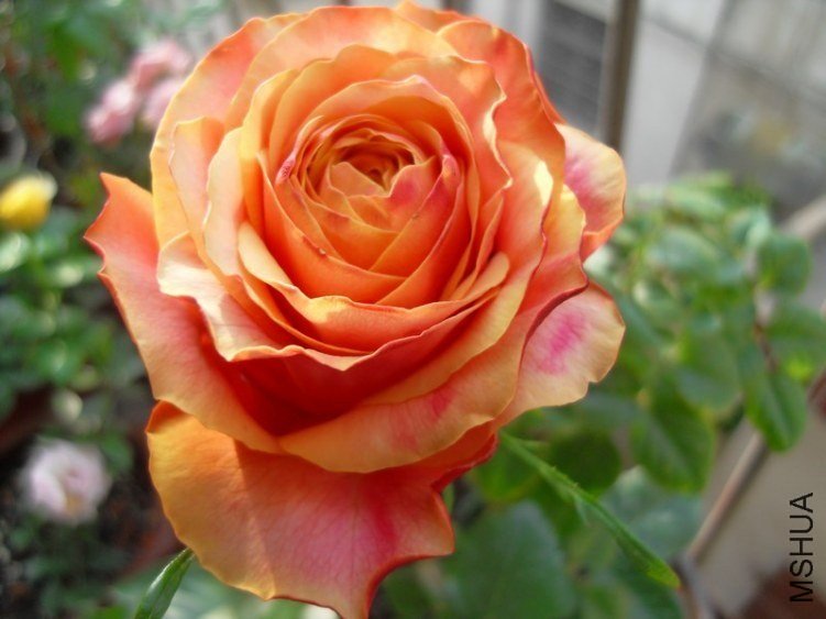 ӣ�Ұ�����85-10 of ѩ���ӥ.jpg