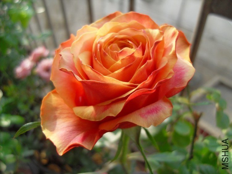 ӣ�Ұ�����85-11 of ѩ���ӥ.jpg