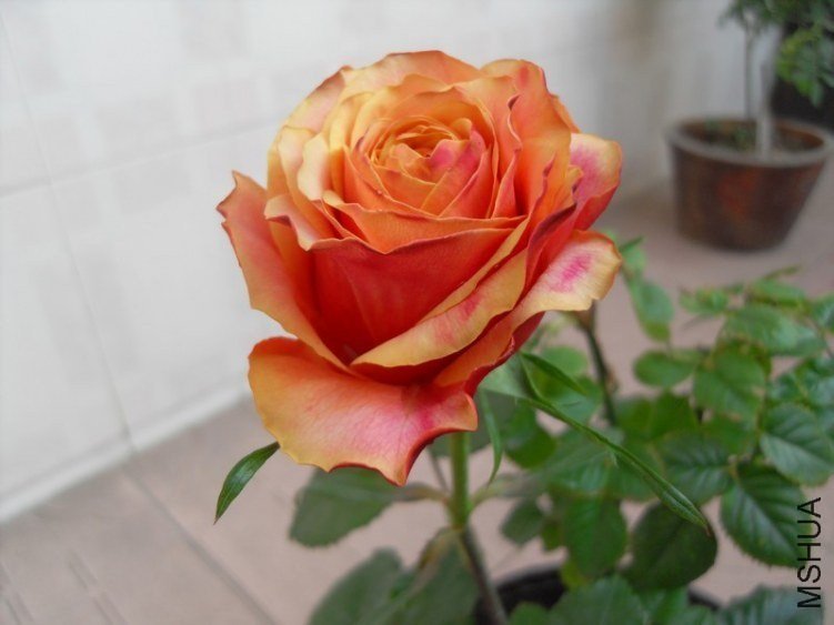 ӣ�Ұ�����85-13 of ѩ���ӥ.jpg