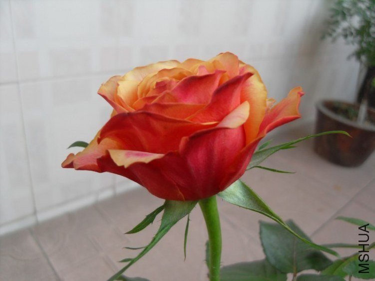 ӣ�Ұ�����85-14 of ѩ���ӥ.jpg