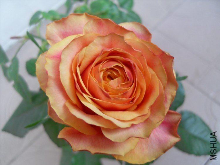 ӣ�Ұ�����85-15 of ѩ���ӥ.jpg