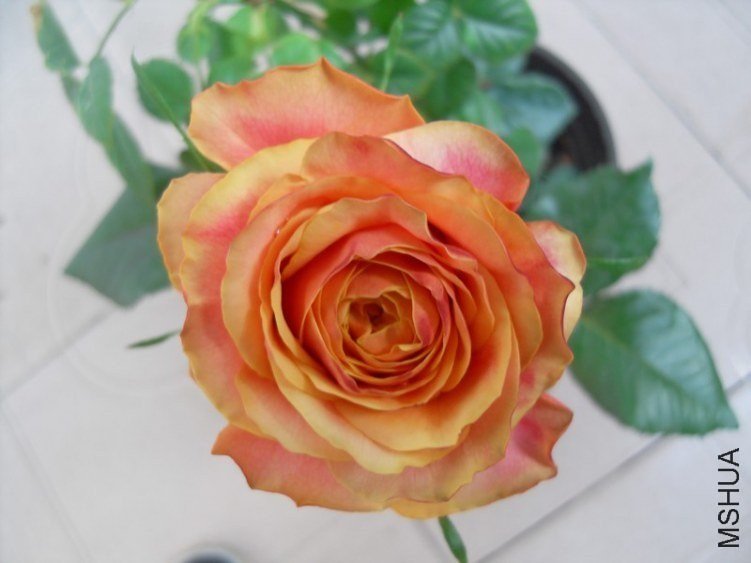 ӣ�Ұ�����85-16 of ѩ���ӥ.jpg