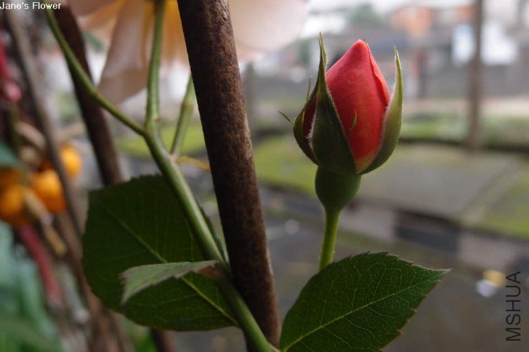 ·��˹��������4 of xiaochami .jpg