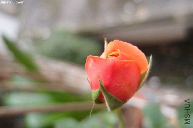 ·��˹��������5 of xiaochami .jpg