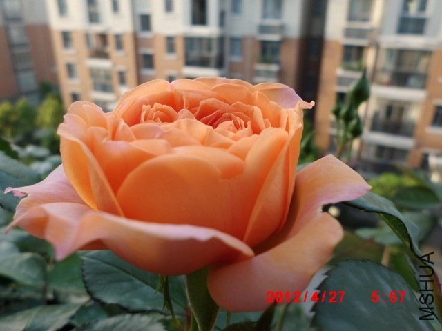 ·��˹��������7 of tyfsxf.jpg