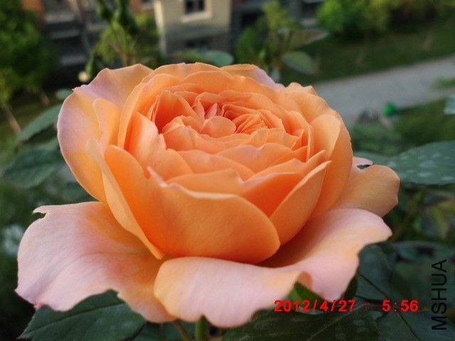 ·��˹��������8 of tyfsxf.jpg