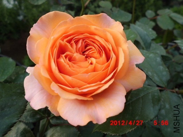 ·��˹��������10 of tyfsxf.jpg