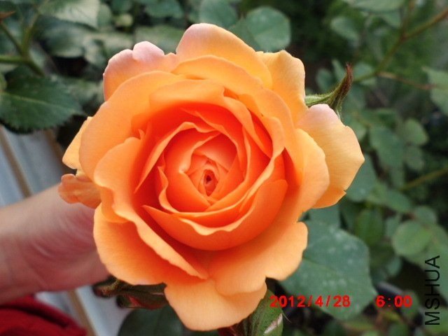 ·��˹��������11 of tyfsxf.jpg