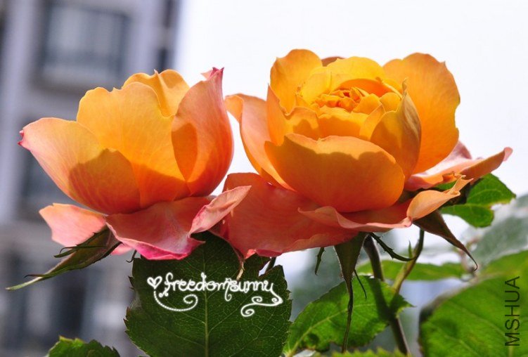 QQ��ͼ20130504133643.jpg