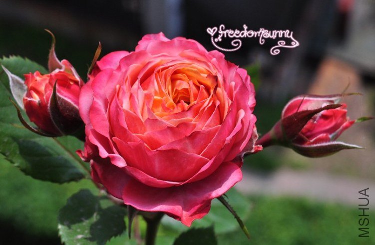 QQ��ͼ20130504135015.jpg