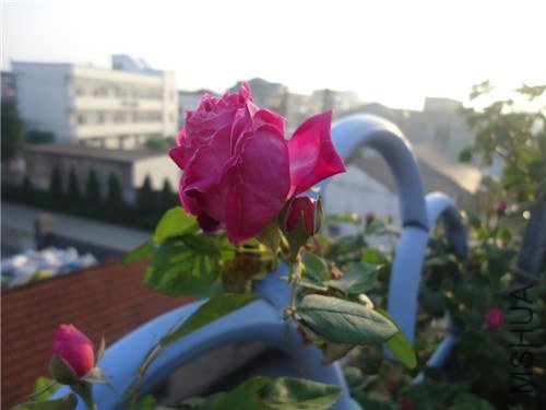 DSC02779.jpg