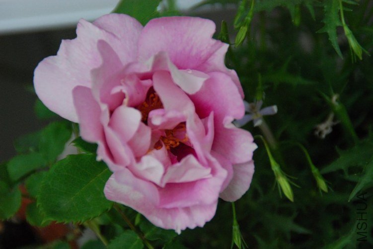 DSC_0340.JPG