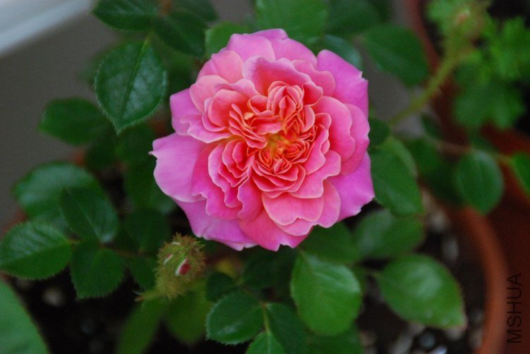DSC_0341.JPG
