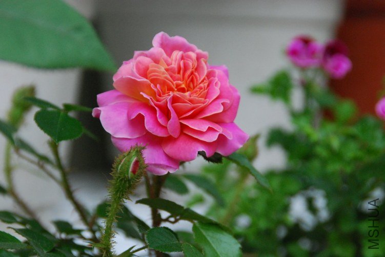 DSC_0342.JPG