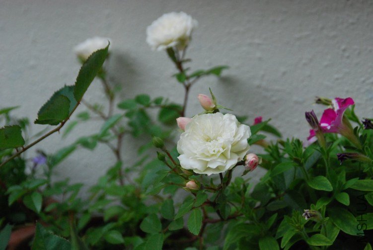 DSC_0344.JPG