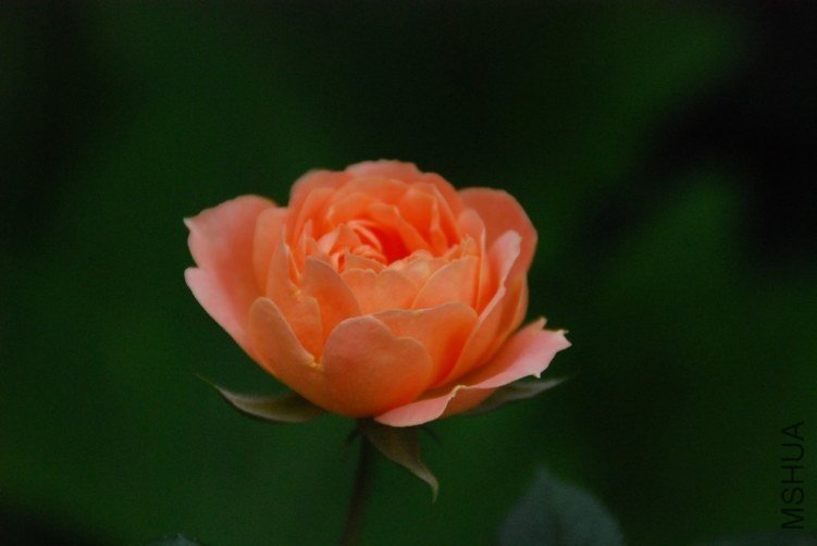 DSC_0354.JPG