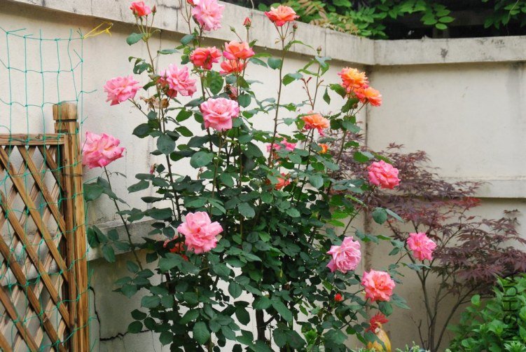 DSC_0351.JPG