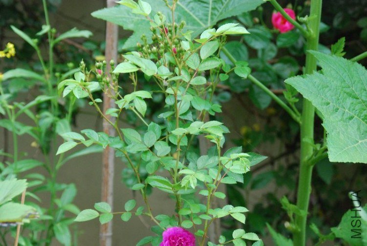 DSC_0357.JPG