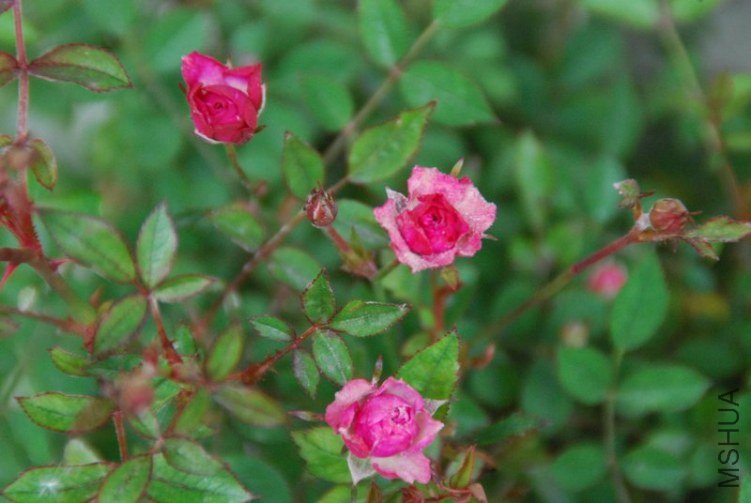 DSC_0361.JPG