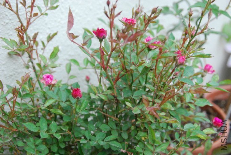 DSC_0362.JPG